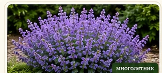 Душевик котовниковый Maevelette Blue