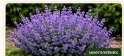 Душевик котовниковый Maevelette Blue