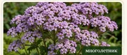 Тысячелистник Lilac Beauty