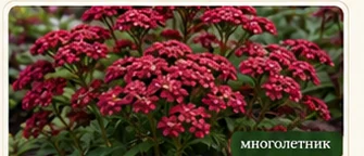 Тысячелистник Red Velvet
