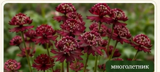 Астранция большая Rubra