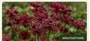 Астранция большая Rubra