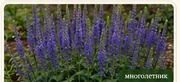 Вероника колосковая Sunny Border Blue