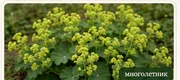 Манжетка мягкая Robustica
